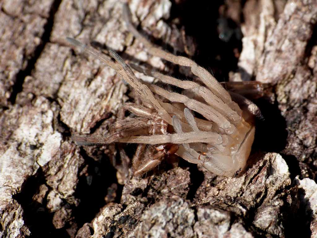 Muta di Drassodes cfr lapidosus - Tolfa (RM)